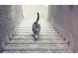 Elbiseden Sonra Şimdi De Bu Kedi ! Sosyal Medya İkiye Bölündü