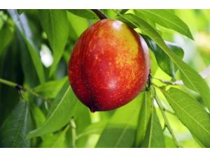 Türkiye’nin İlk Nektarini Mersin’de Hasat Edildi