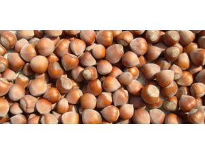 Ufk’dan ‘Rekolte’ Teklifi