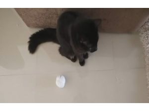 Bu Da Taffarelin Kedi Versiyonu