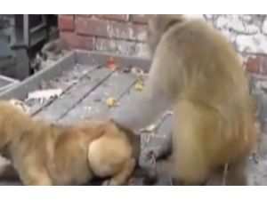 Maymunluğun Bu Kadarı...