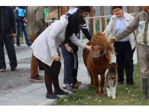 Hayvanat Bahçesinde Doğum Heyecanı