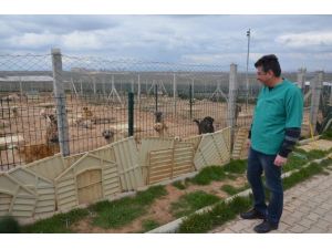 Belediye Hayvan Barınağı 250 Köpeğe Ev Sahipliği Yapıyor