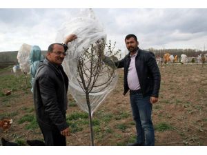 Yozgatlı Çiftçi Meyve Ağaçlarını Naylonla Sararak Soğuktan Korudu