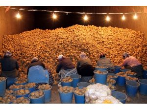 Patates Sıkıntısı Yaşanacak Mı ?