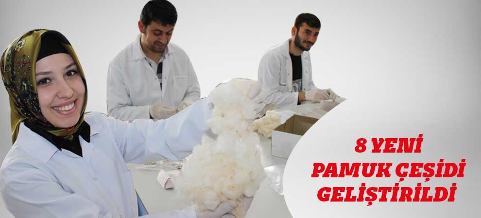 8 Yeni Pamuk Çeşidi Geliştirildi  