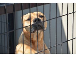 Kahramanmaraş'ta başıboş gezerken yakalanan pitbull barınağa gönderildi