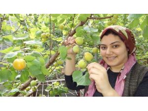 Silifke’de Yılın İlk Kayısı Hasadı Yapıldı