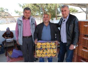 (Özel Haber) Mut’ta Erkenci Kayısı Hasadı Başladı