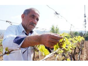 Ağır Kış Şartları Üzümde Rekolteyi Düşürdü