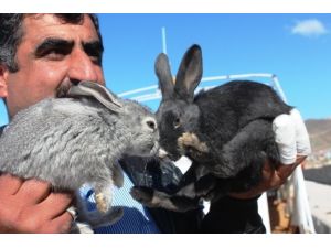 Akdamar Kilisesi’ni Tehdit Eden Tavşanlar Tahliye Ediliyor