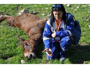 Öldürülen Katırlar İçin Irak Sınırındalar