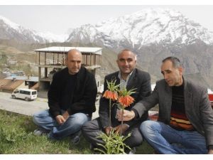 (Özel Haber) Ters Lale Tehlike Altında