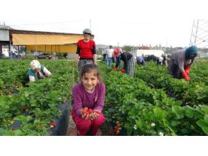 (Özel Haber) Silifke’de Çilek Ve Domates İhracatı Başladı