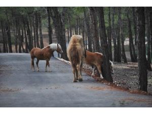 Türkiye’nin İlk Safari Parkı Açılıyor