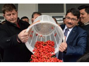 2015’in İlk Kirazı Görücüye Çıktı