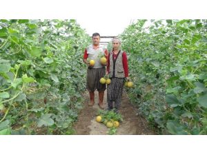 (Özel Haber) Türkiye’nin İlk Kavun Hasadı Silifke’de Başladı