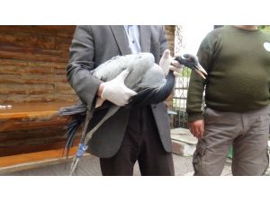 Telli Turna Protez Bacakla Ayaklanacak