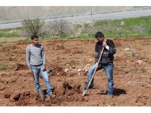 Siirtli Çiftçiler Bu Yıl Fıstık Rekoltesinden Umutlu