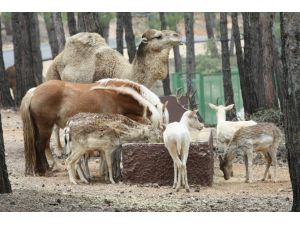 Türkiye’nin İlk Safari Parkı 23 Nisan’da Açılıyor