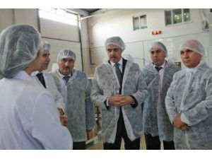 Kardelen Kestane Şekeri’ne Övgü