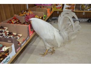Abdi’yi Görenler Gözlerine İnanamıyor