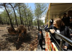 Türkiye’nin İlk Safari Parkı Açıldı