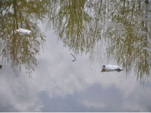 Kültürpark’ın Ördeklerini Köpekler Telef Etti