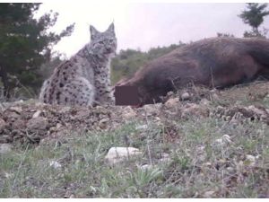 Avrasya Vaşağı İlk Defa Görüntülendi