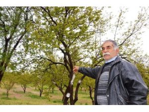 Kayısı Bu Yıl Da Dondan Zarar Gördü