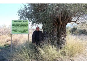 1300 Yıllık Zeytin Ağacı Kaderine Terk Edildi