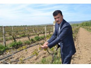Manisa’daki Zirai Don Felaketi Üreticiyi Vurdu