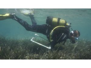 Marmaris Körfezi’ndeki Poseidon Çayırlarına Bilimsel Araştırma