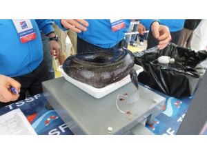 En Büyük Balığı Avlamak İçin Yarıştılar