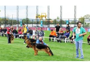 Alman Çoban Köpekleri Nilüfer’de Yarıştı