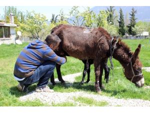 Hasta Annesine Eşek Sütü İçin Çiftlik Kurdu
