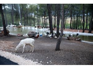 Türkiye’nin İlk Safari Parkı’na Ziyaretçi Rekoru