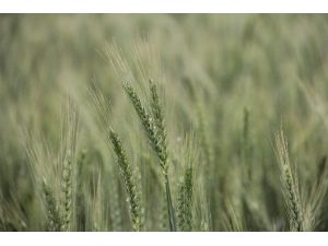 Buğday Başakları Dört Dörtlük