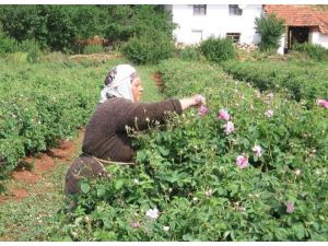 Gül Üreticisine 16 Tl Destek