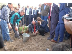 Lavanta Deresi Projesi Hayata Geçirildi