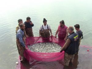 İznik Gölünün Minik Canavarları
