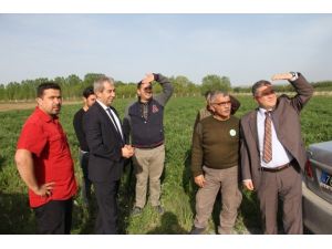 Tedavisi Tamamlanan Delice Kuşu Doğaya Bırakıldı