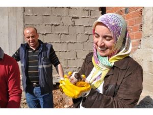 Köpekten Analık Dersi