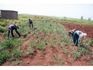 (Özel Haber) Alternatif Üretim Ve İstihdam Derneği’nden Müthiş Proje