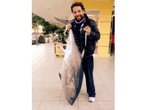 65 Kiloluk Orkinos Oltaya Geldi