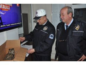 Yaralı Baykuşa Polis Şefkati