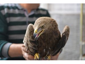 Tedavi Edilen Yabani Kuşlar Doğaya Bırakılıyor