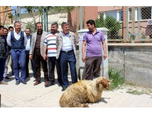 Edaş Müdürünün Tayinini Kurban Keserek Kutladılar