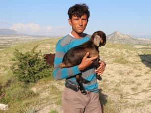 (Özel Haber) Sarıkeçili Yörüklerinin Yayla Göçü Başladı