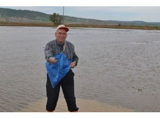 Trakya’da İlk Çeltik Tohumu Toprakla Buluştu